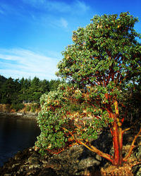 Scenic view of river amidst trees against sky