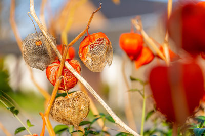 Close-up of berries on plant