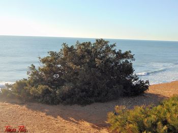 Tree by sea against clear sky