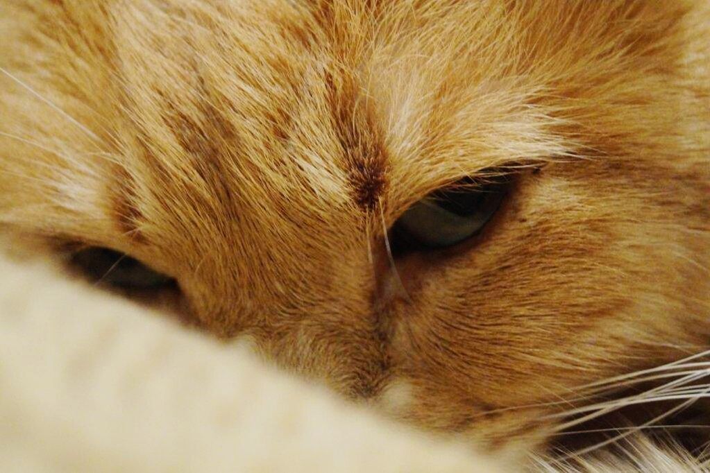 one animal, animal themes, domestic animals, pets, mammal, domestic cat, cat, close-up, animal head, animal body part, feline, whisker, animal eye, part of, portrait, animal hair, indoors, looking at camera, full frame, selective focus