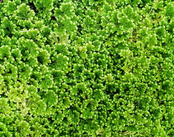 Full frame shot of fresh green plants