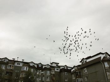 Flock of birds flying over buildings against sky