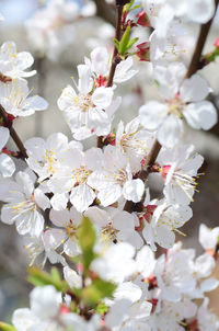 Close-up of cherry blossom