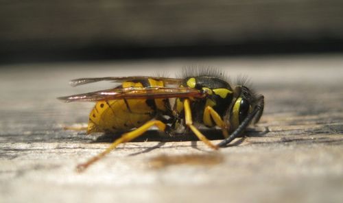 Close-up of fly on leaf