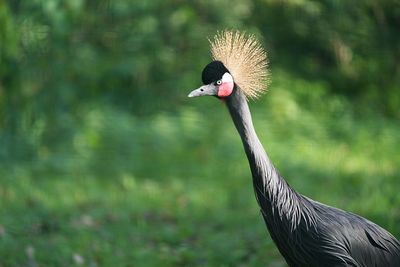 Close-up of bird perching on field