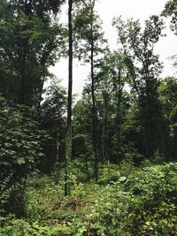 Trees in forest against sky