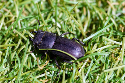 Close-up of black insect on grass
