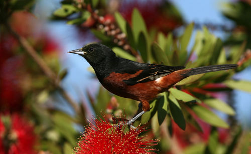 Close-up of a bird perching on plant