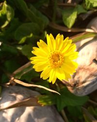 Close-up of yellow flower blooming outdoors