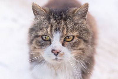 Close-up portrait of cat