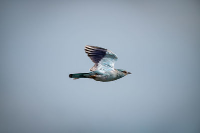 Bird flying in sky