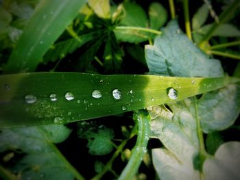 Close-up of water drops on leaf