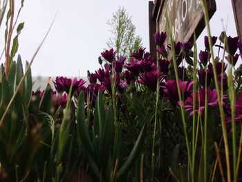 Close-up of flowers blooming on field