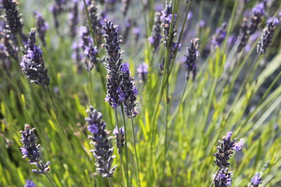 Close-up of purple flowers