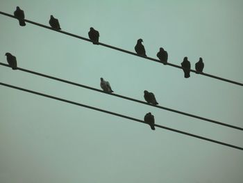 Low angle view of birds perching on power line