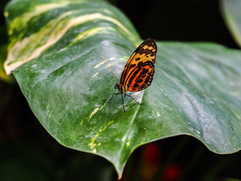 Close-up of butterfly on leaf