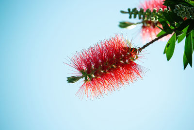 Close-up of red flowering plant against clear sky