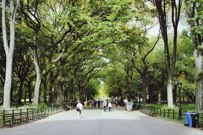 Pathway along trees