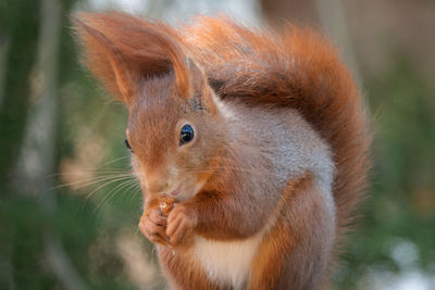 Close-up of squirrel