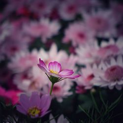 Close-up of pink flowering plants