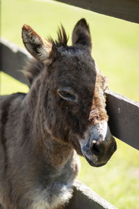 Close-up of a horse