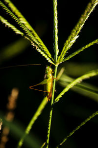 Close-up of insect on leaf