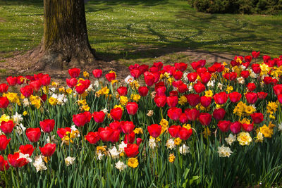 Red tulip flowers in field