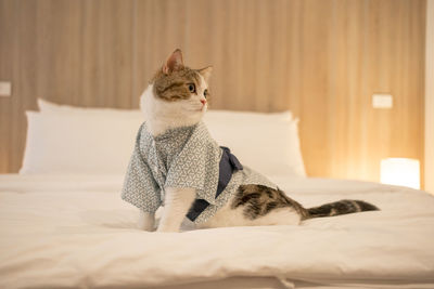 Cat sitting on bed at home