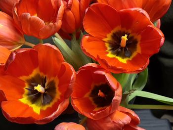 Close-up of red flowering plants