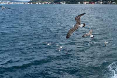 Seagulls flying over sea