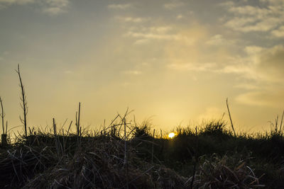 Scenic view of field against sky at sunset