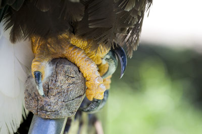 Close-up of bird's talon on wood