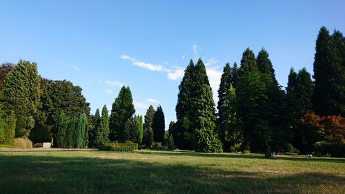 Panoramic shot of trees on field against sky