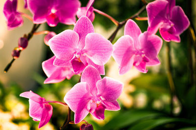Close-up of pink orchid flowers