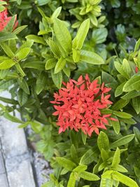 Close-up of red flowering plant