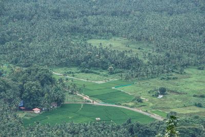 High angle view of agricultural field