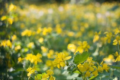 Yellow flowers blooming in field