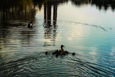 Swans swimming in lake