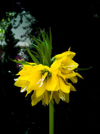 Close-up of yellow flower against black background