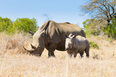 View of elephant on field