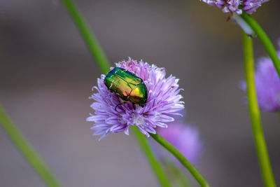 Close-up of beatle pollinating on purple flower