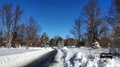 Bare trees on snow covered landscape