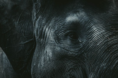 Close up of elephant head with wide ears