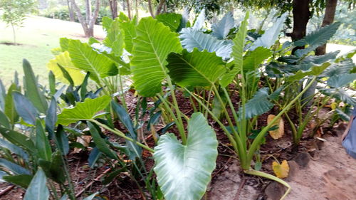 Close-up of plant growing in field