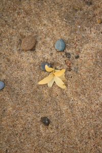 Close-up of crab on sand