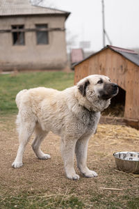 Close-up of dog