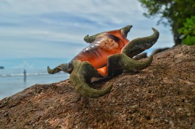 Close-up of object on rock against sea