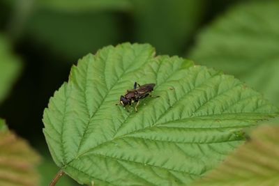 Close-up of insect on leaf