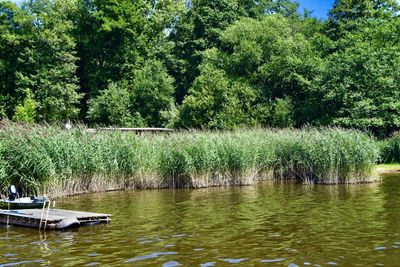 Scenic view of lake in forest