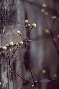 Close-up of flower buds